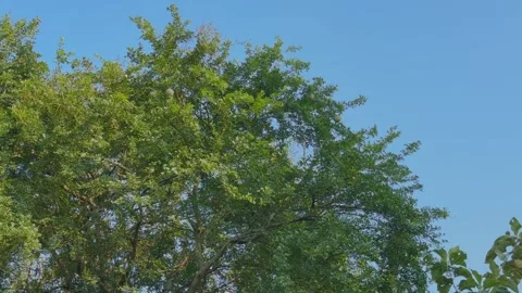 Wood Apple (Kaitha) Tree Canopy With Hanging Fruits Stock Footage 323783215