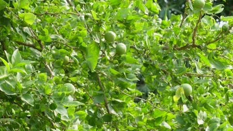 Wood Apple Tree Stock Footage 340754594