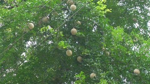 Wood Apple Tree Stock Footage 340758593