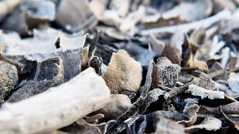 Wood Ash Texture Macro Close-Up on Burnt Charcoal Details FHD Video stock 321067343