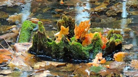 Wood, autumn leaves, water and moss Stock Photos