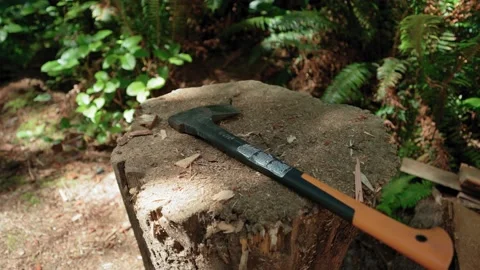 Wood axe hatchet on tree stump in dense forest on a sunny day Stock Footage 233282497