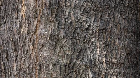Wood Back texture Stock Photos