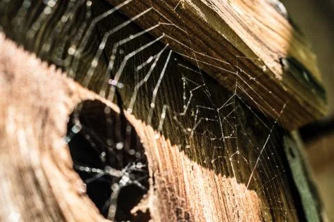 Wood background. Cobwebs on the rustic old door Stock Photos