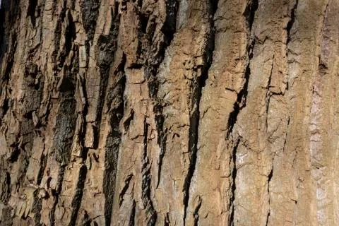 Wood background or texture Stock Photos