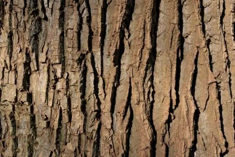 Wood background or texture Stock Photos