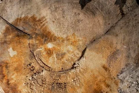Wood background or texture Stock Photos
