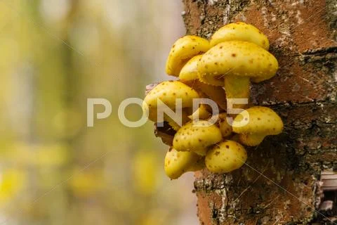 Wood background with Pholiota aurivella mushrooms on a tree Stock Photos