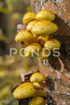 Wood background with Pholiota aurivella mushrooms on a tree Stock Photos