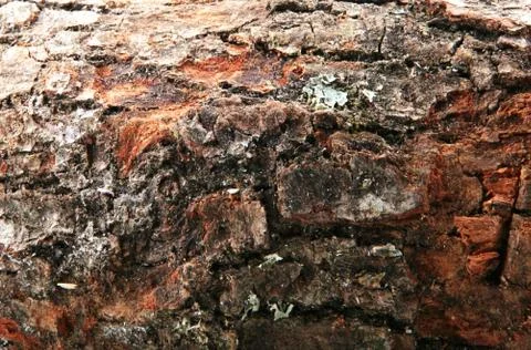 Wood background Foto stock