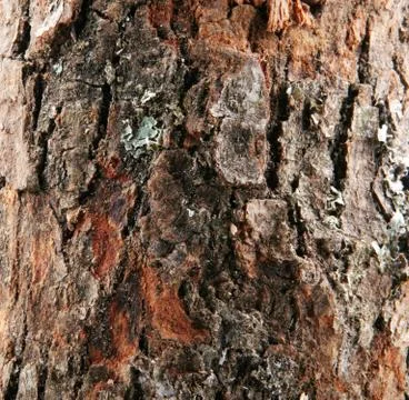 Wood background Foto stock