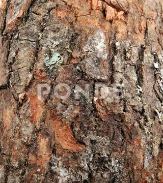 Wood background Stock Photos