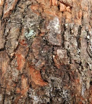 Wood background Stock Photos