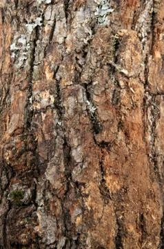 Wood background Stock Photos