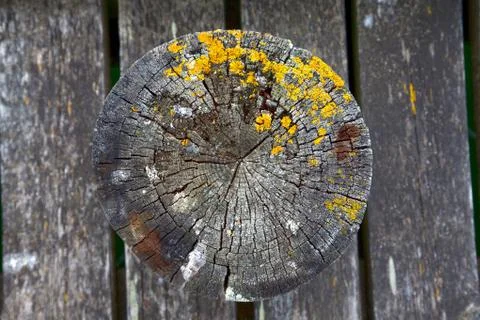 Wood background Stock Photos
