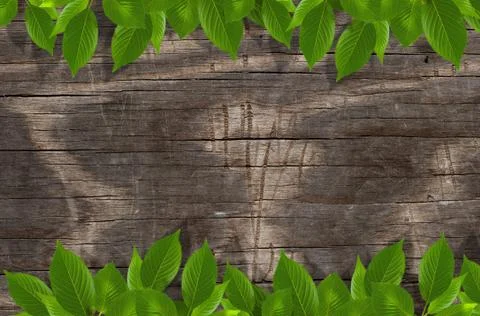 Wood background Stock Photos