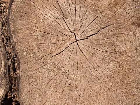 Wood background Foto stock