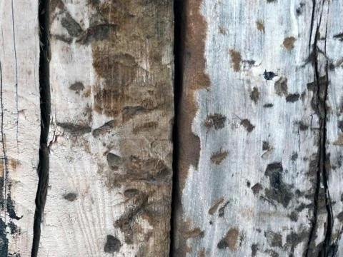 Wood background 스톡 사진