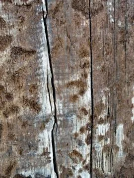 Wood background 写真素材