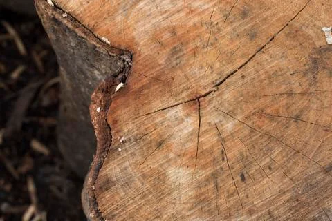 Wood background Stock Photos