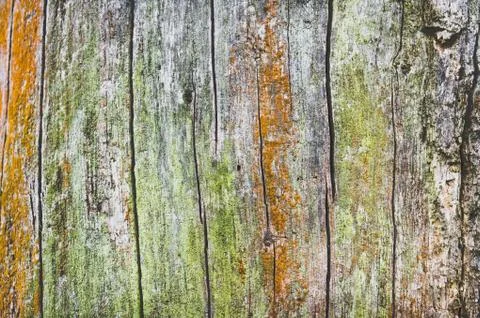 Wood background Stock Photos