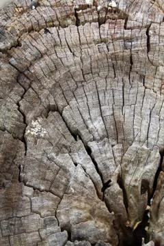 Wood background Stock Photos