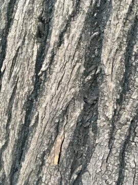 Wood background Stock Photos