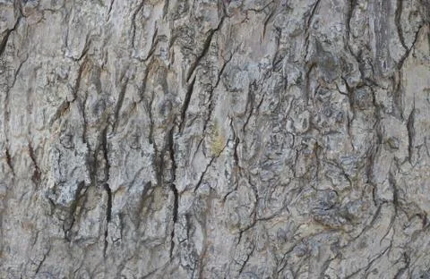 Wood background Stock Photos