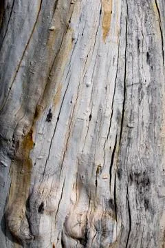 Wood background Stock Photos