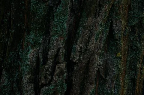 Wood background Stock Photos