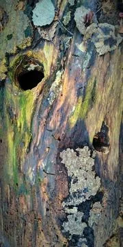 Wood Background Stock Photos