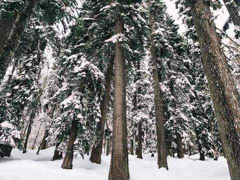 Wood background 스톡 사진