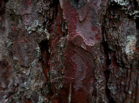 Wood background Foto stock