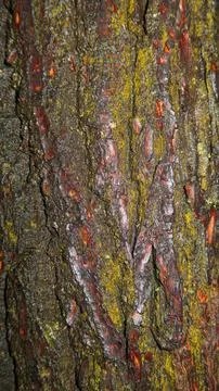 Wood background Stock Photos