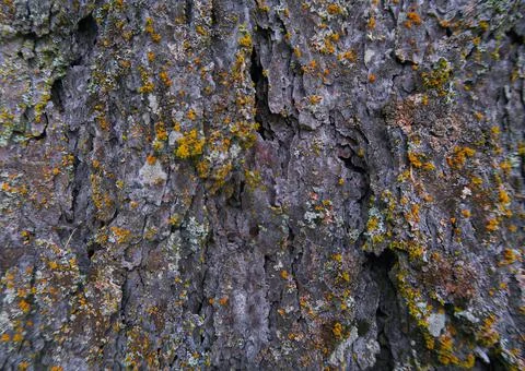 Wood background Stock Photos