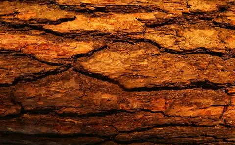 Wood background Foto stock