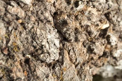 Wood background texture Stock Photos