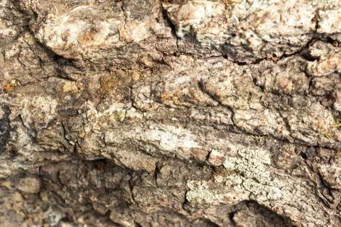 Wood background texture Stock Photos