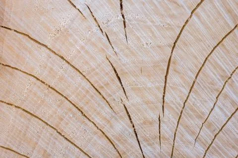 Wood background texture Stock Photos