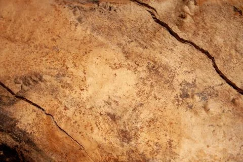 Wood background. tree without bark Stock Photos