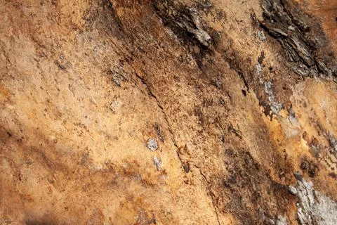 Wood background. tree without bark Stock Photos