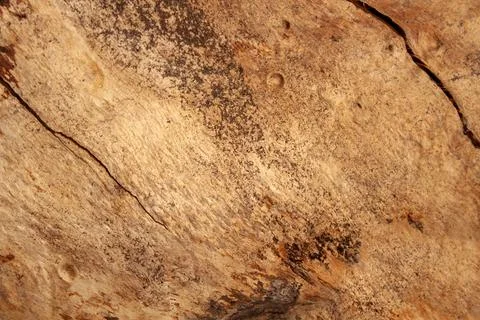 Wood background. tree without bark Stock Photos