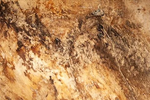 Wood background. tree without bark Stock Photos