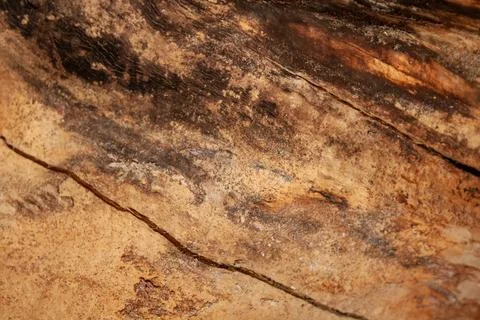 Wood background. tree without bark Stock Photos