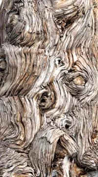 Wood bark background Stock Photos
