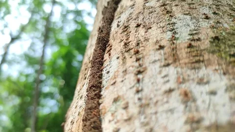 Wood Bark 库存影片 296718091