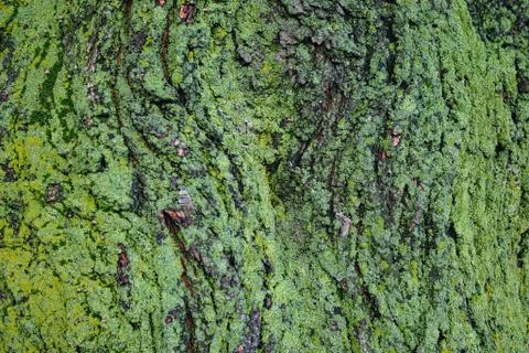Wood bark with green moss in Toronto park Stock Photos