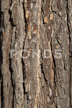 Wood bark Stock Photos