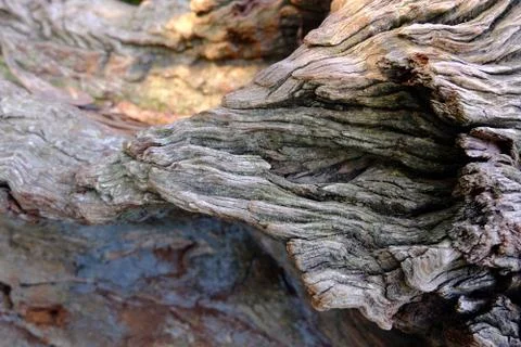 Wood bark Stock Photos
