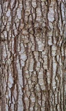 Wood bark Stock Photos